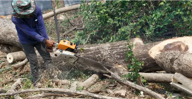 Tree Removal