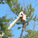 Safe Tree Removal Using Specialized Equipment