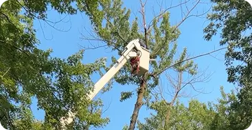 Safe Tree Removal Using Specialized Equipment