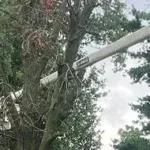 24/7 Emergency Tree Service