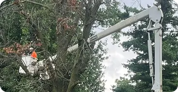 24/7 Emergency Tree Service