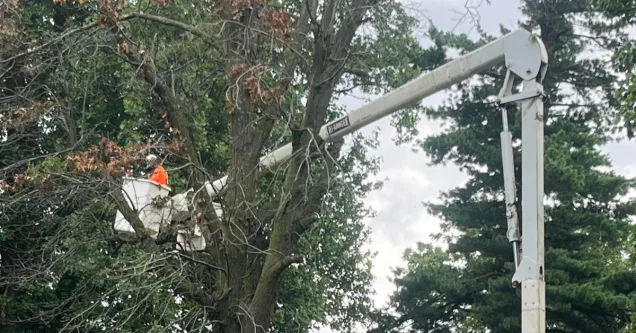 How Missouri Winds Can Stress Your Trees
