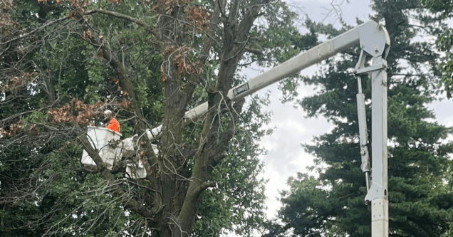 How Missouri Winds Can Stress Your Trees
