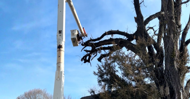 When to Remove a Leaning Tree in NW Missouri
