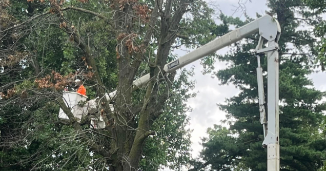 How Missouri Winds Can Stress Your Trees