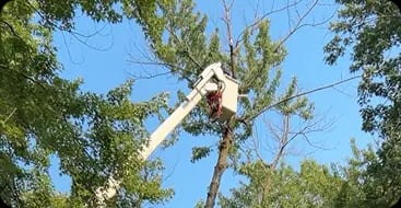 Safe Tree Removal Using Specialized Equipment