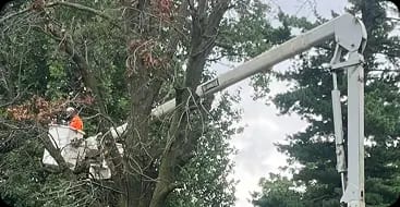 24/7 Emergency Tree Service